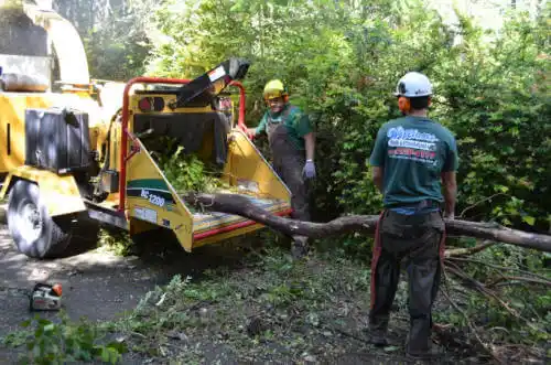 tree services Emmet